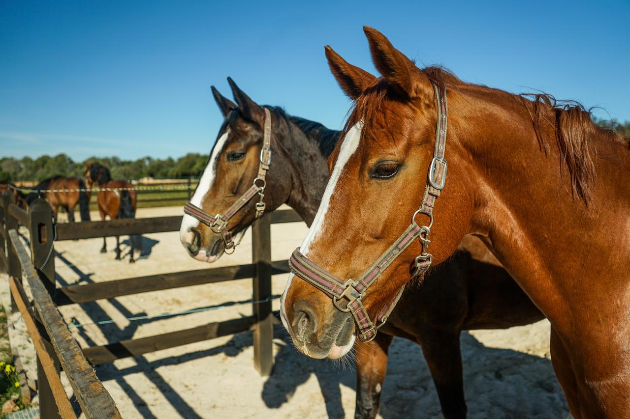 Vmg Horse Ranch (Adults Only) Llucmajor (Mallorca) Exterior foto